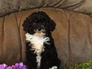 Miniature Poodle dogs - Ad 24