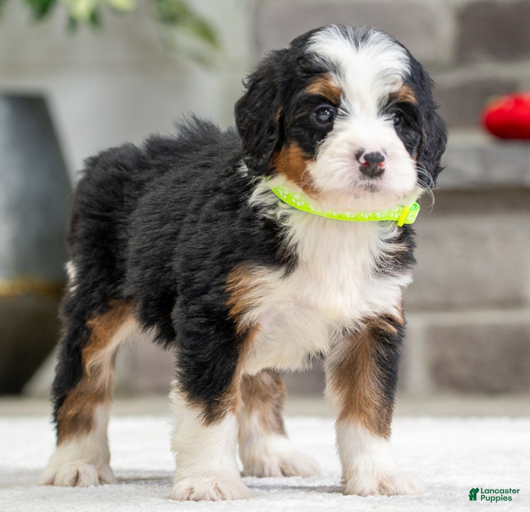 Mini Bernedoodle dogs for sale: Shadow - Ad 2
