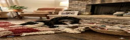 Mini Sheepadoodle dogs for sale: Trey - Ad 1