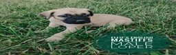 English Mastiff dogs for sale: Loper - Ad 4