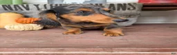 Miniature Dachshund dogs for sale: Chuck - Ad 6