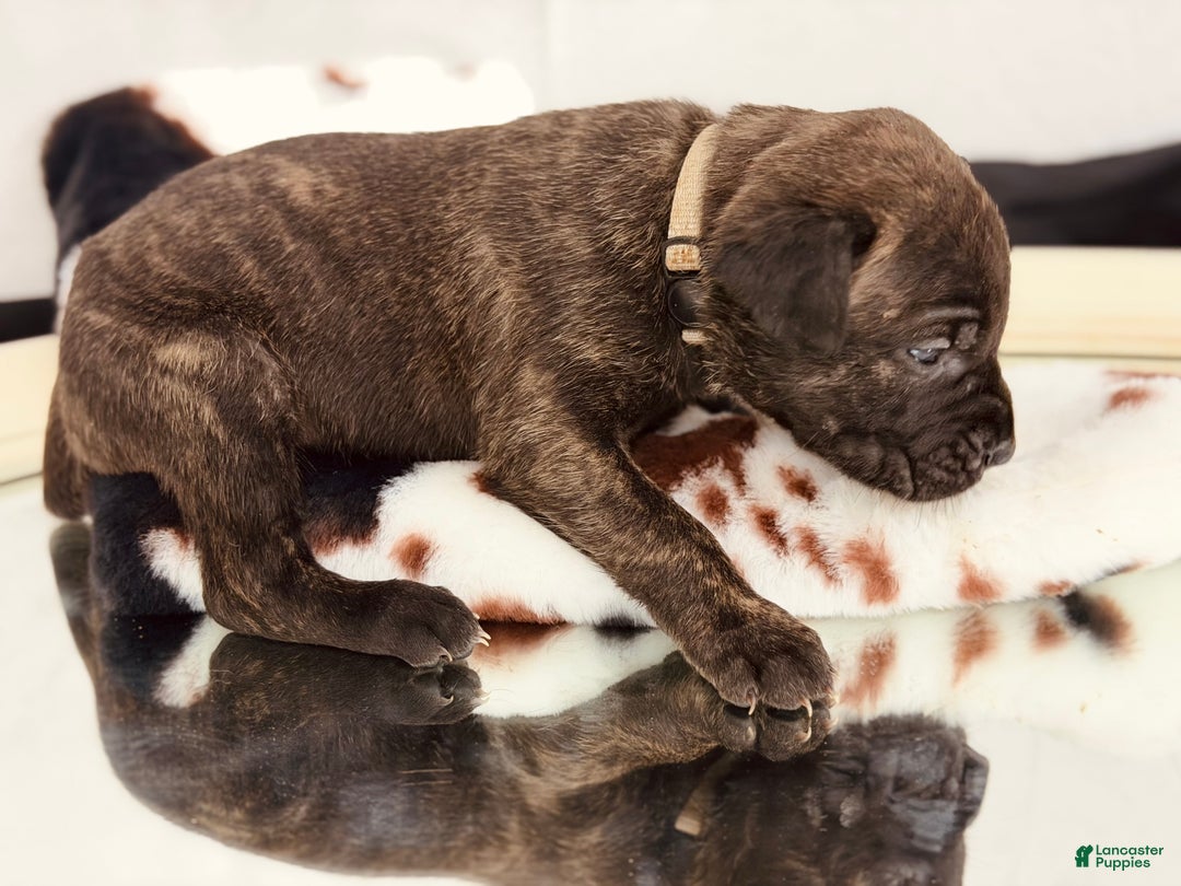 Cane Corso dogs for sale: Zues - Ad 4