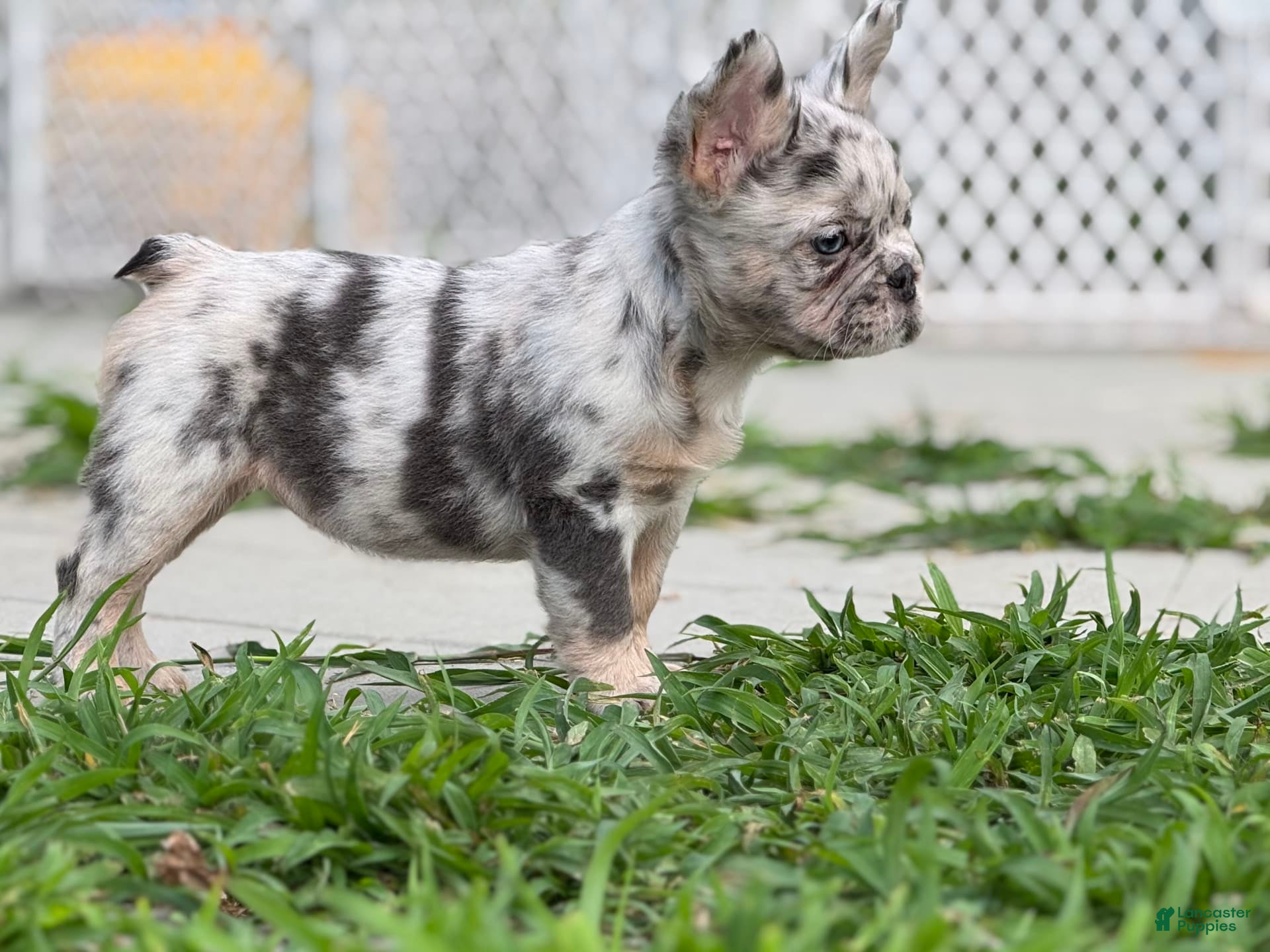 French Bulldog dogs Beth - Ad 20