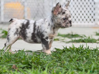 French Bulldog dogs Beth - Ad 1