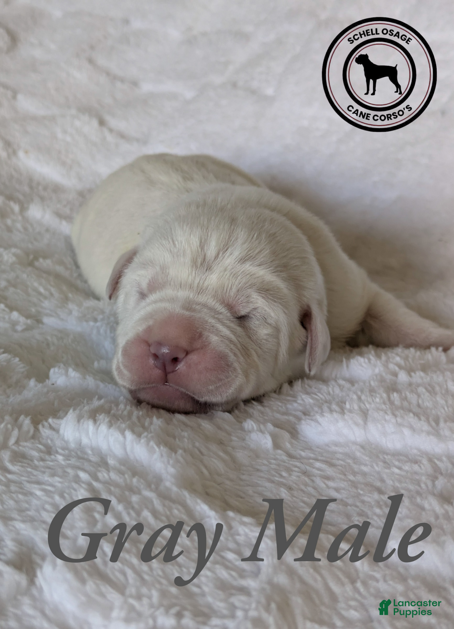 Cane Corso dogs Gray  - Ad 15