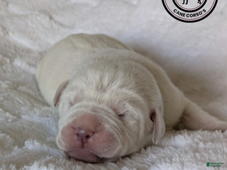 Cane Corso dogs Gray - Ad 19