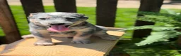 Australian Cattle Dog dogs for sale: Duke - Ad 7