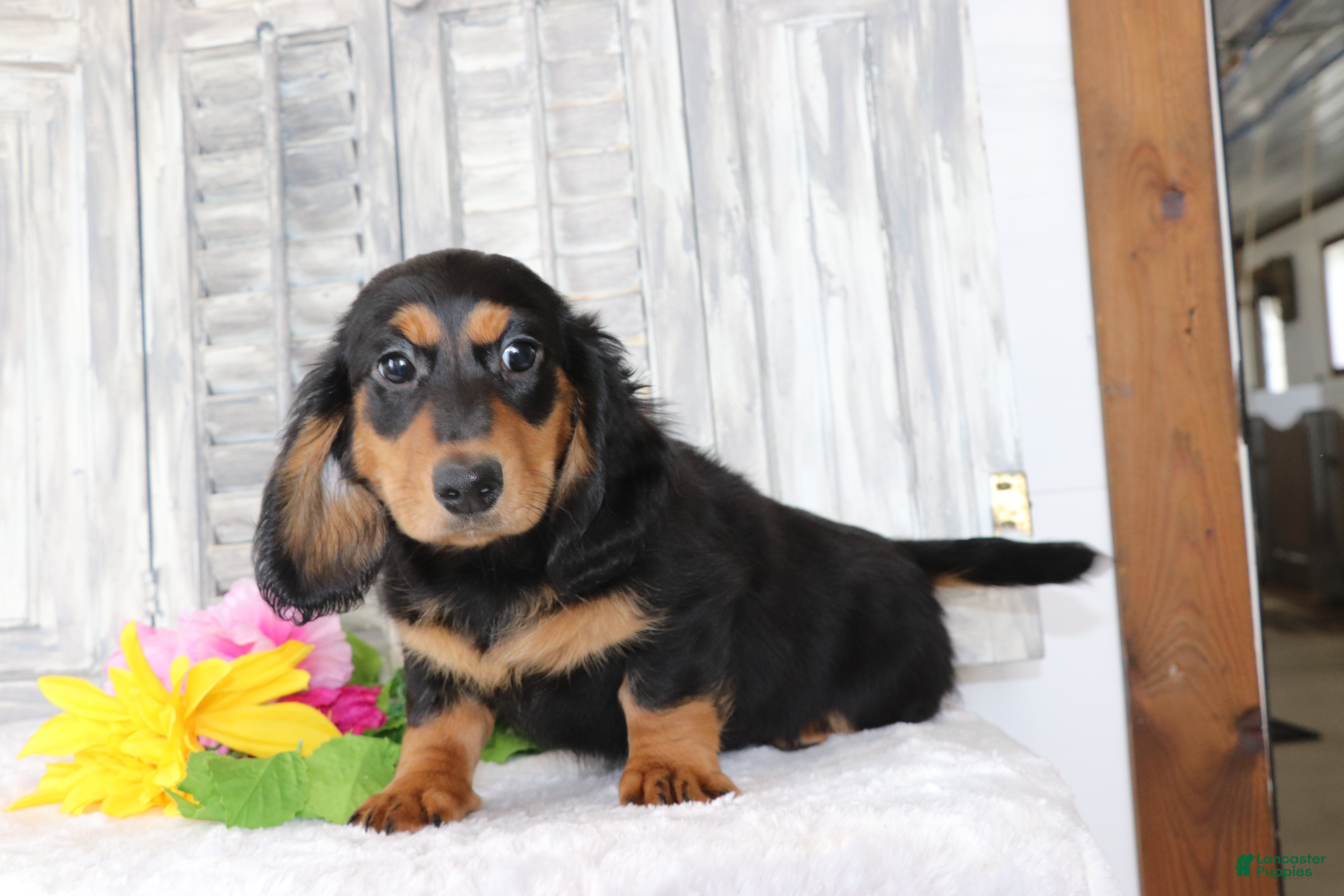Dachshund dogs for sale: Bella  - Ad 1