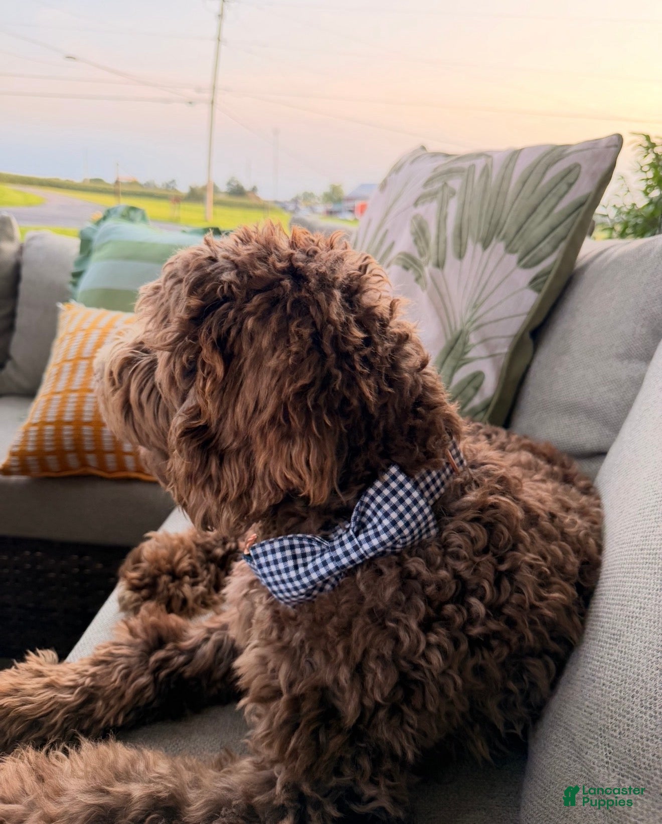 Goldendoodle dogs Teddy  - Ad 2