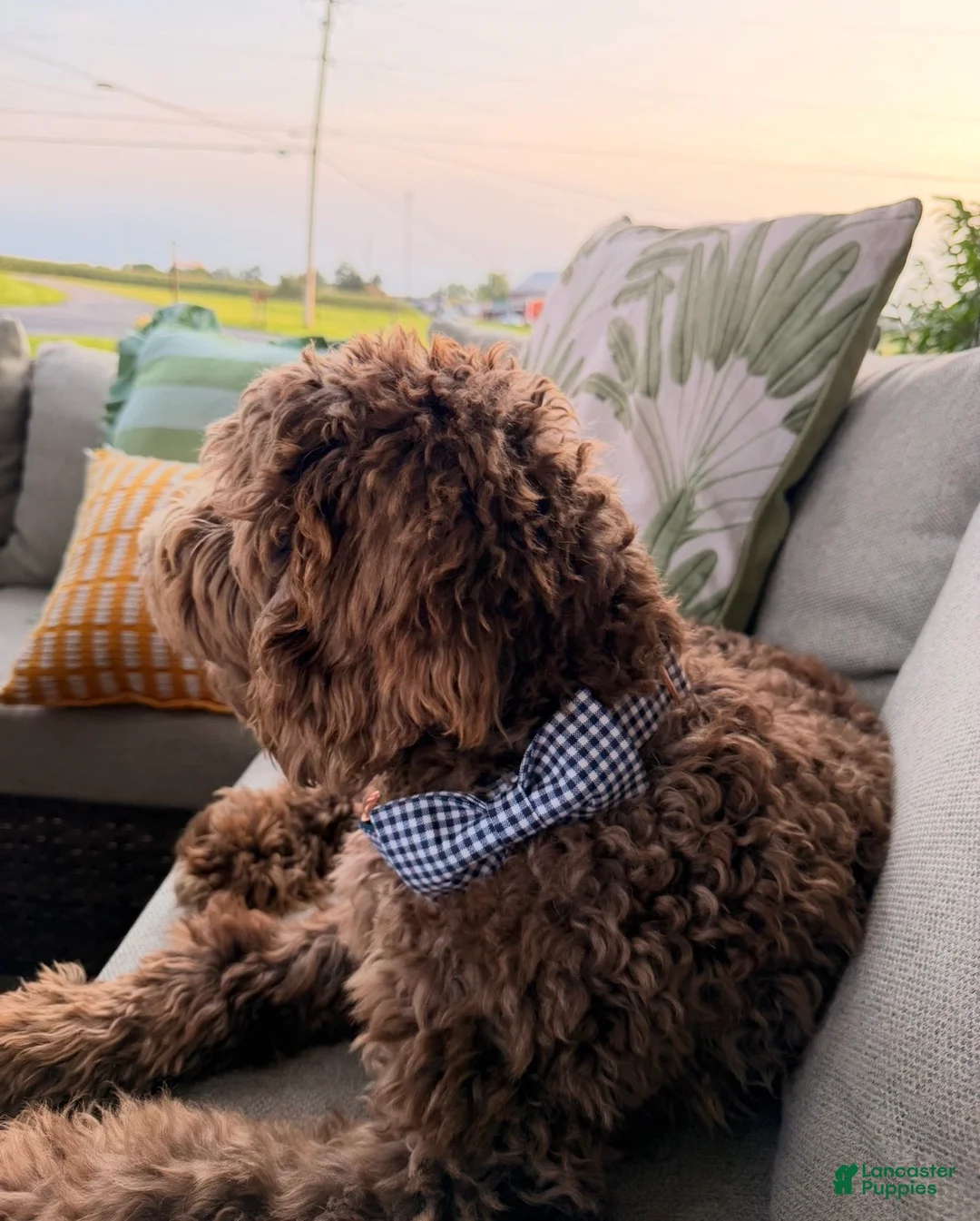 Goldendoodle dogs for sale: Teddy  - Ad 2