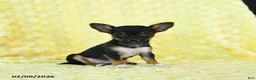 Chihuahua dogs for sale: Rosebud - Ad 3