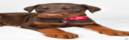 Doberman Pinscher dogs for sale: Lori - Ad 3