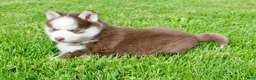 Pomsky dogs for sale: Buddy - Ad 6