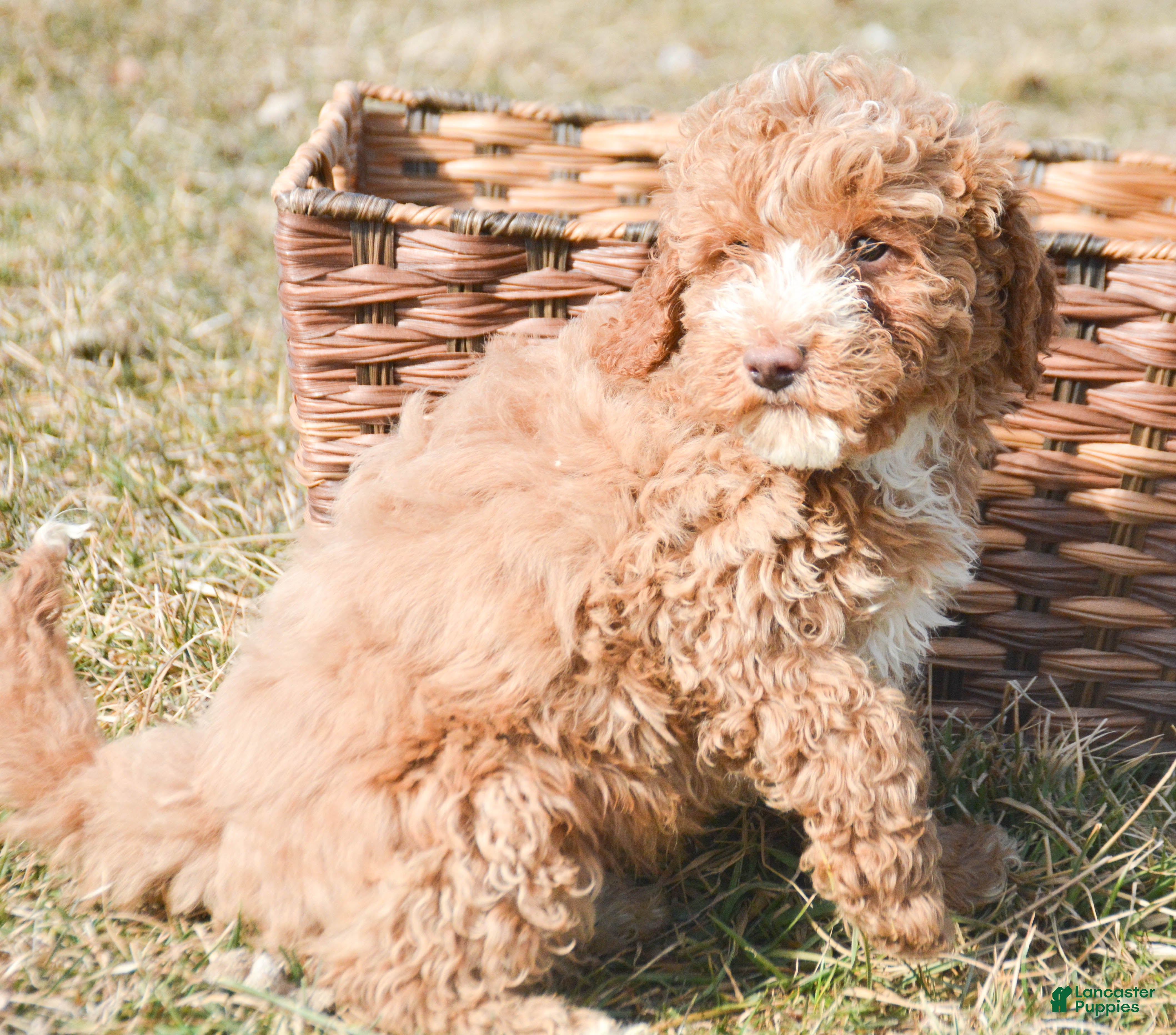 Miniature Poodle dogs for sale: Miniature Poodle Puppy 1 Perry - Ad 1