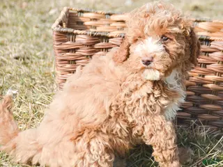 Miniature Poodle dogs for sale: Miniature Poodle Puppy 1 Perry - Ad 1