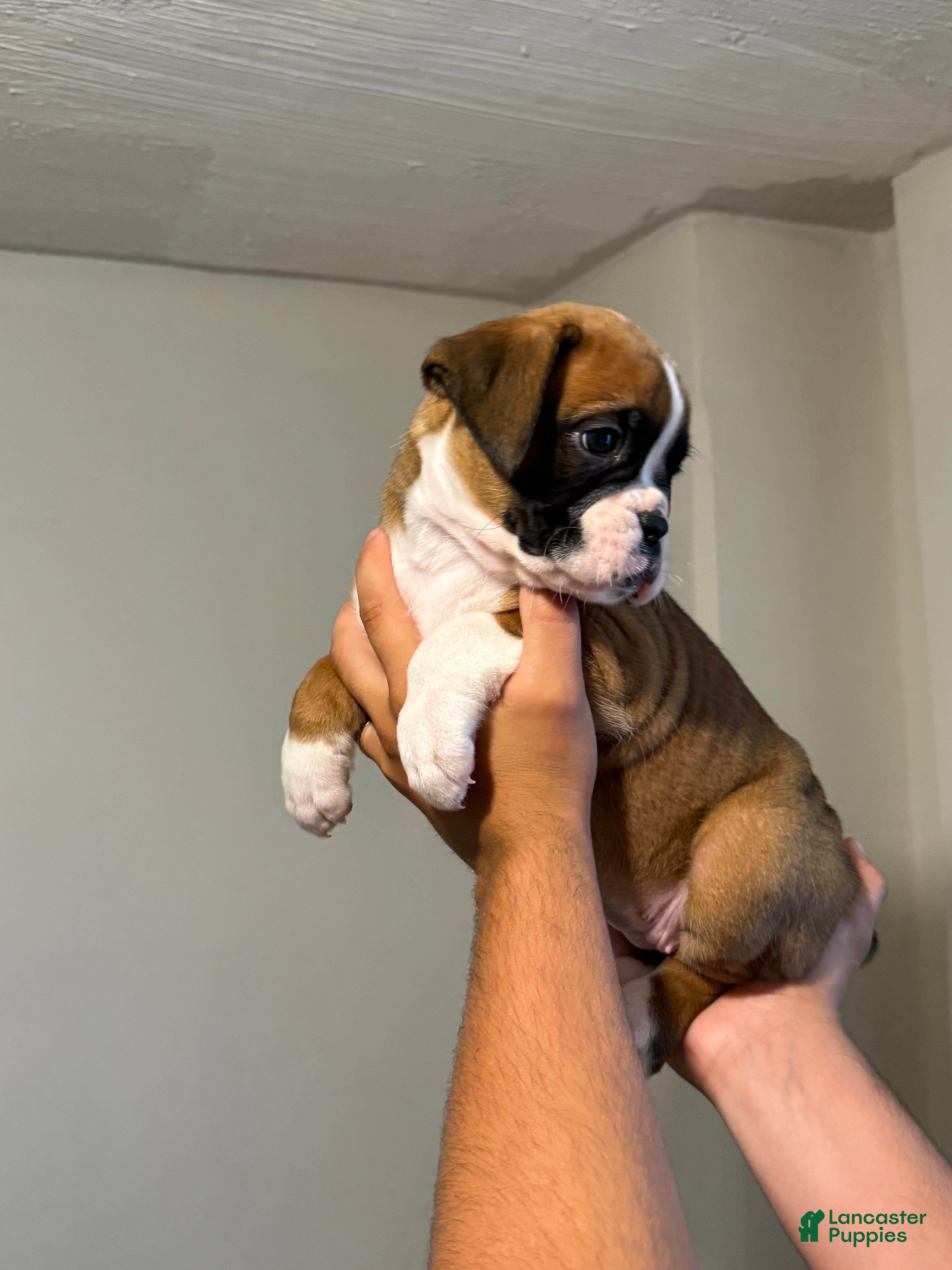 Boxer dogs Prada - Ad 2