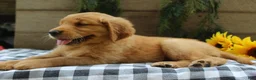 Golden Retriever dogs for sale: Trixie - Ad 2