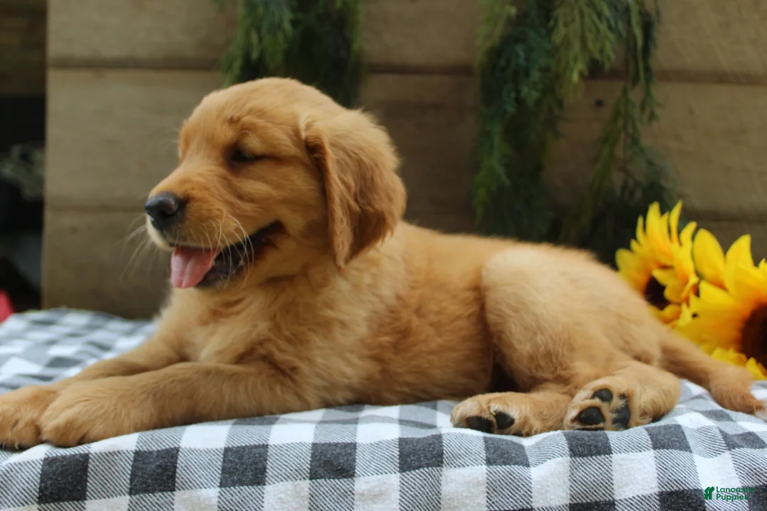 Golden Retriever dogs for sale: Trixie - Ad 2
