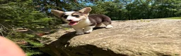 Welsh Corgi Pembroke dogs for sale: CLARK - Ad 10