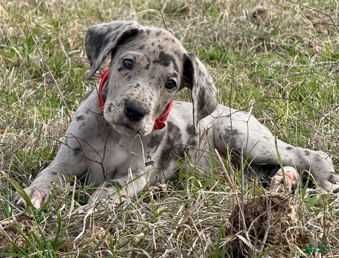 Great Dane dogs for sale: Dallas - Ad 1