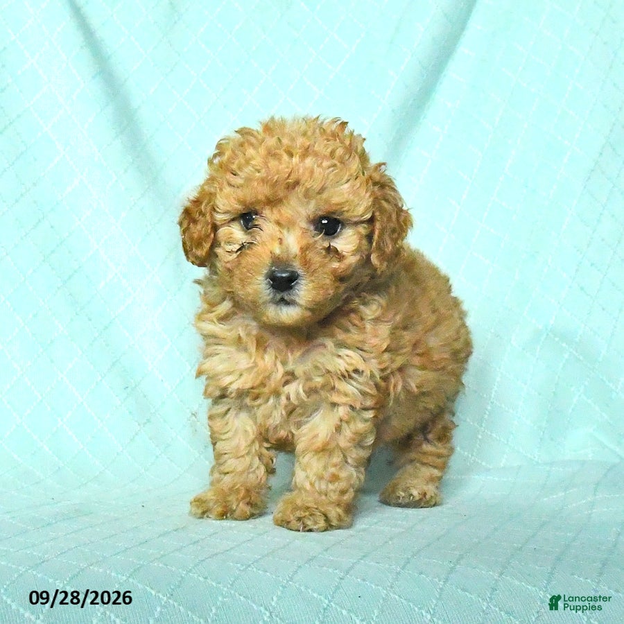 Toy Poodle dogs Rowen - Ad 2