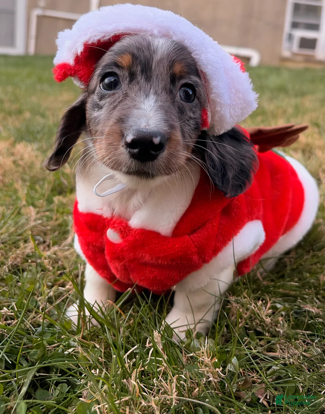 Miniature Dachshund dogs for sale: Frost - Ad 7