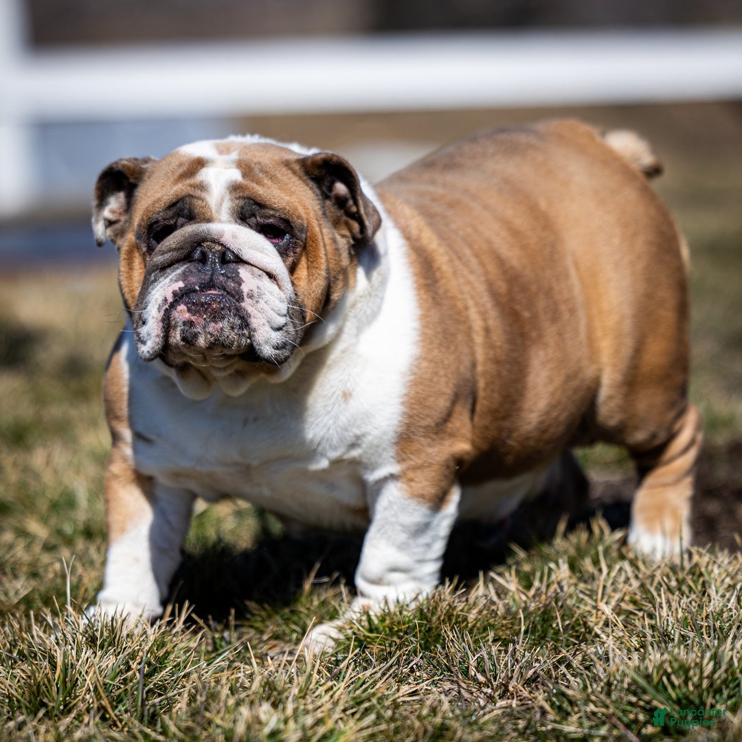 English Bulldog dogs for sale: Frosty - Ad 11