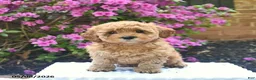 Cavapoo dogs for sale: Boone  - Ad 2
