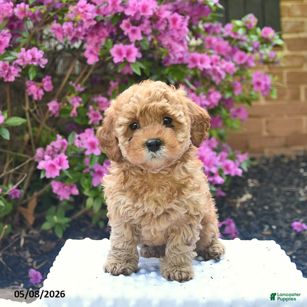 Cavapoo dogs for sale: Boone  - Ad 2