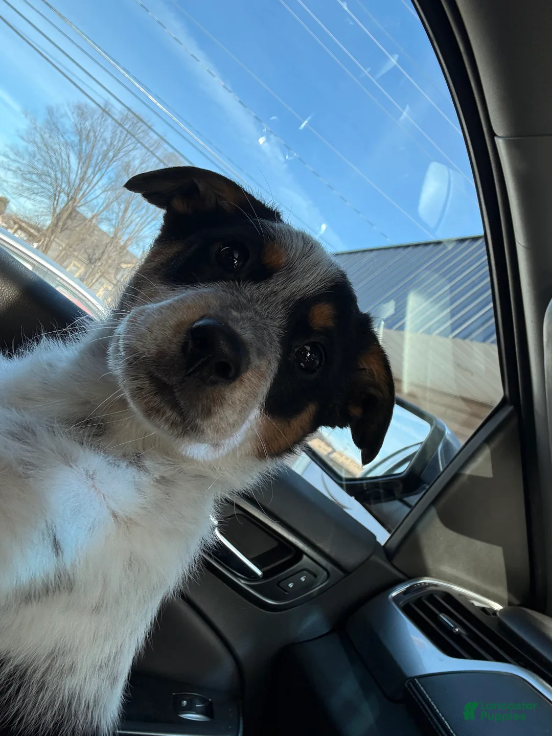 Australian Cattle Dog dogs for sale: Flup - Ad 1