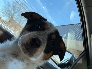 Australian Cattle Dog dogs Flup - Ad 31