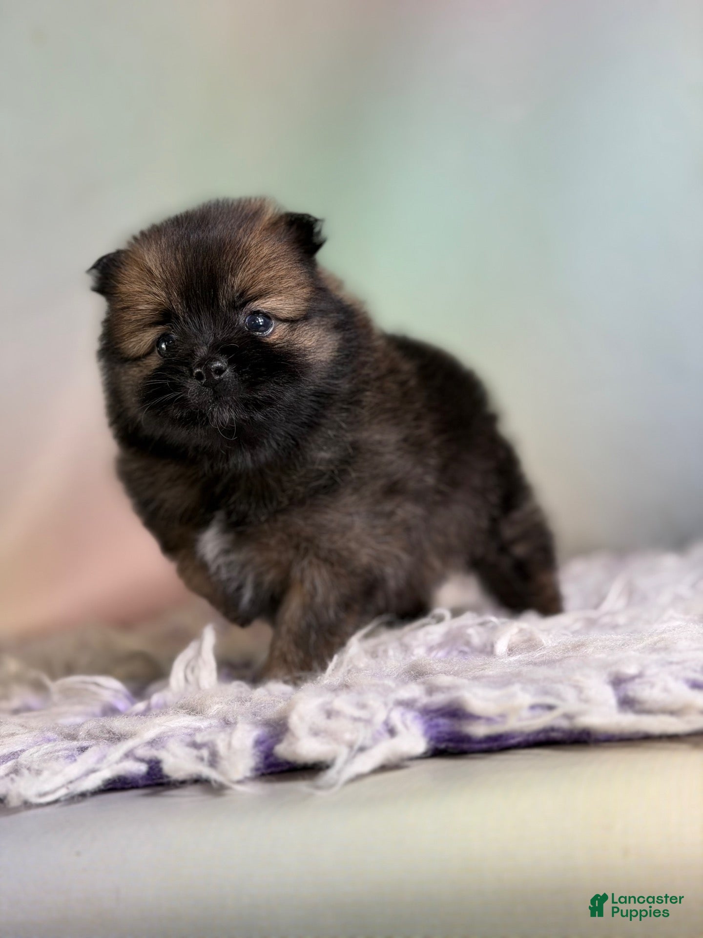 Pomeranian dogs for sale: Chasity - Ad 2