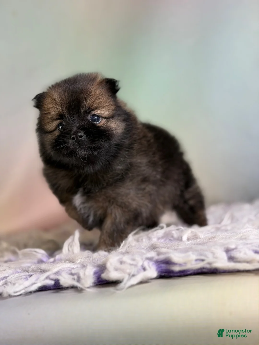 Pomeranian dogs for sale: Chasity - Ad 2