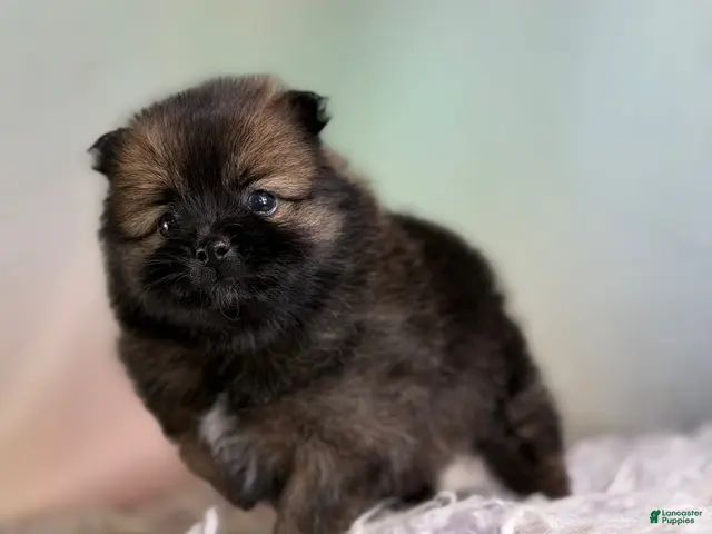 Pomeranian dogs for sale: Chasity - Ad 2