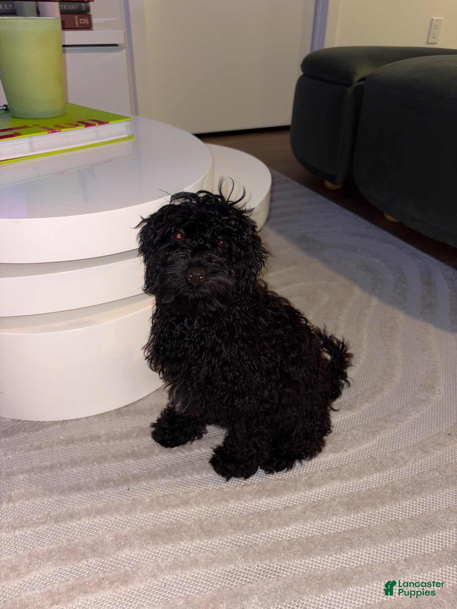Cavapoo dogs Cavapoo 1 - Ad 5