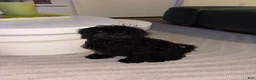Cavapoo dogs for sale: Cavapoo 1 - Ad 1