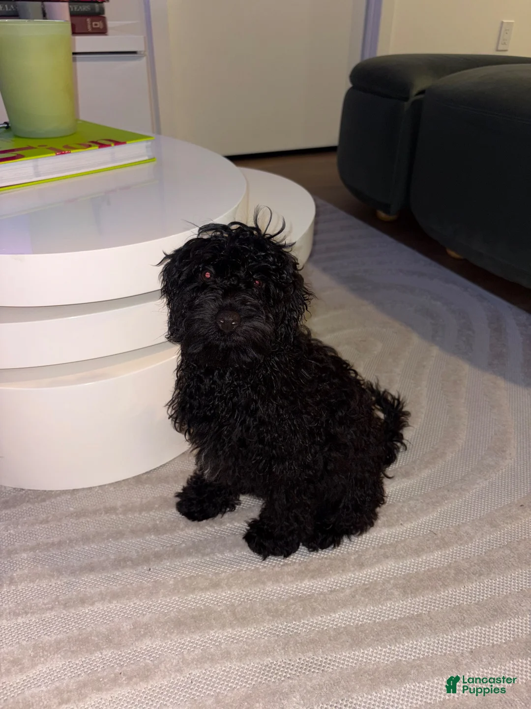 Cavapoo dogs for sale: Cavapoo 1 - Ad 1