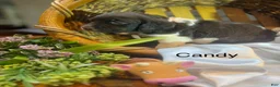 Brittany Spaniel dogs for sale: Candy - Ad 3