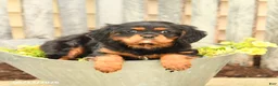 Cavalier King Charles Spaniel dogs for sale: Smores - Ad 3