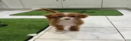 Miniature Poodle dogs for sale: Diamond: 5lb Miniature Poodle  - Ad 3