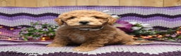 Mini Goldendoodle dogs for sale: Ivy - Ad 4