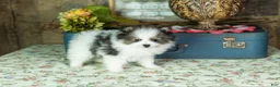 Pomeranian dogs for sale: Puffer - Ad 1