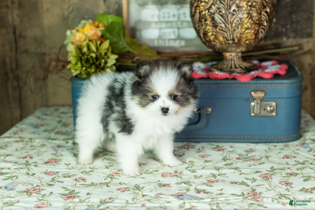 Pomeranian dogs for sale: Puffer - Ad 1