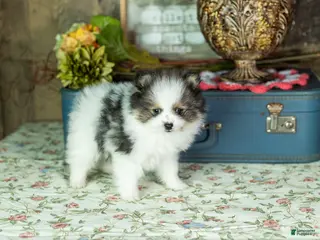 Pomeranian dogs Puffer - Ad 2