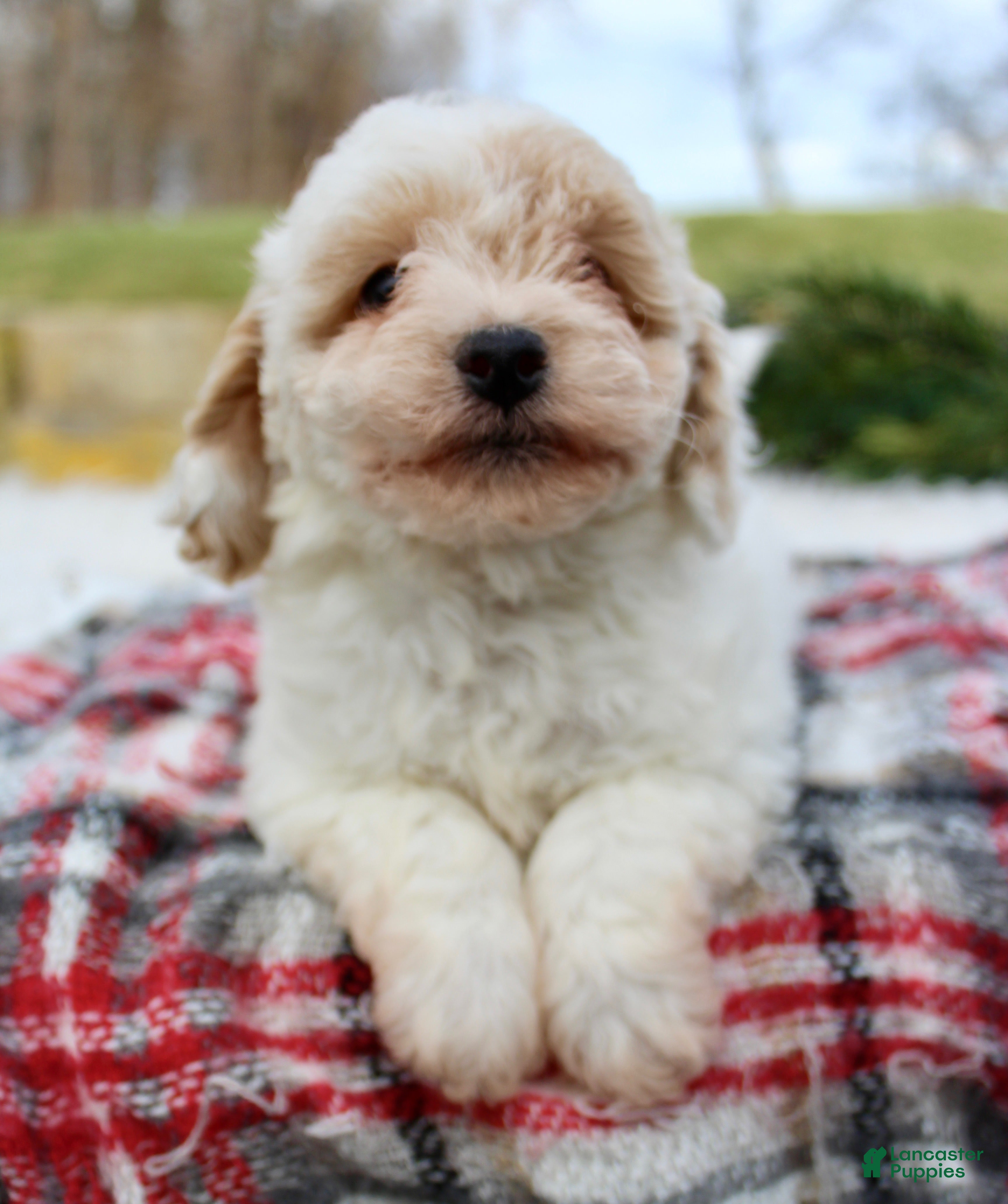 Bichpoo dogs Bichpoo Puppy 3 - Ad 37