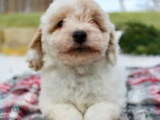 Bichpoo dogs Bichpoo Puppy 3 - Ad 9
