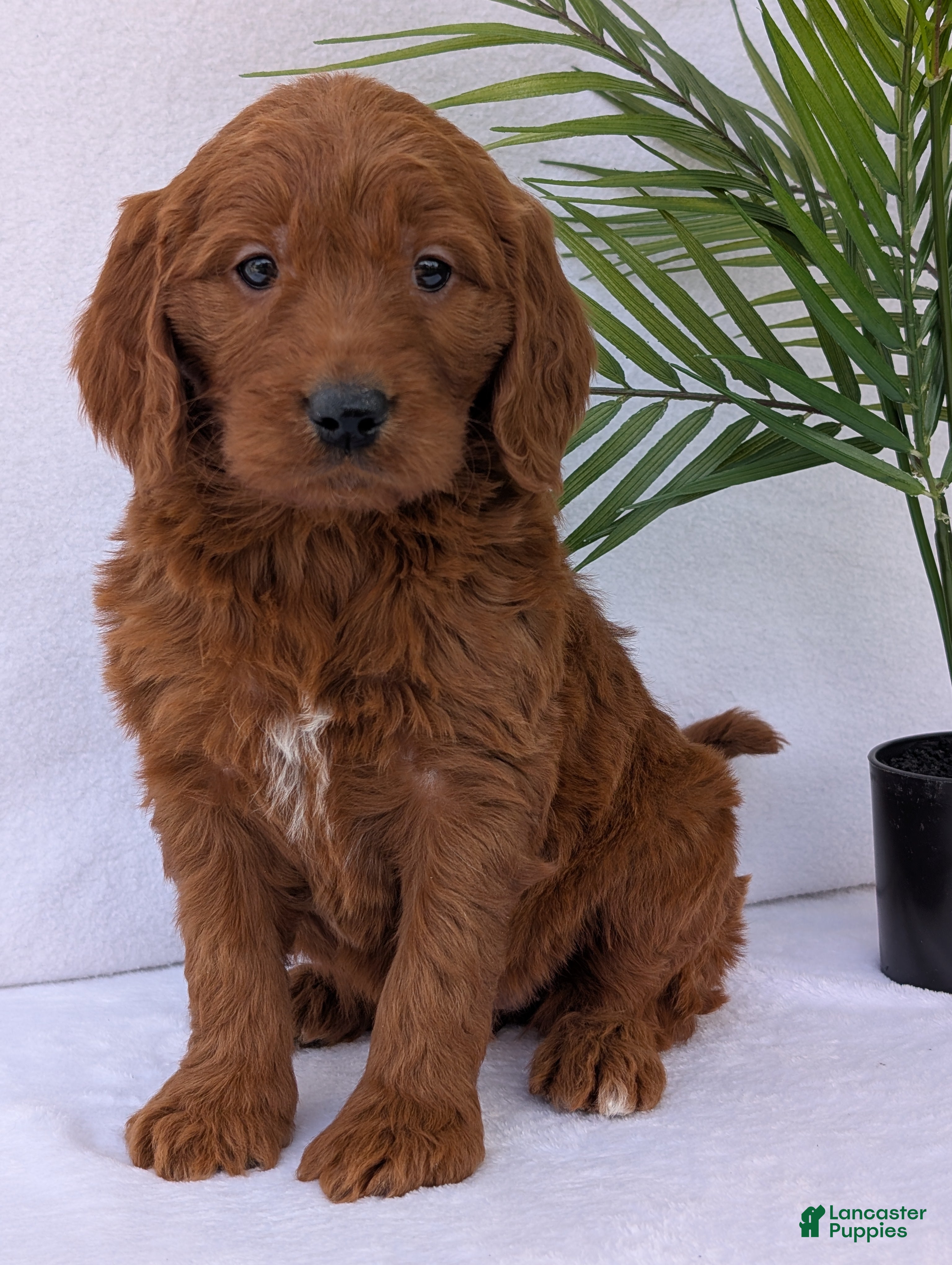 Goldendoodle dogs Ruby - Ad 2