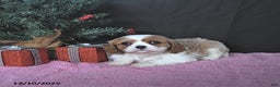 Cavalier King Charles Spaniel dogs for sale: Jenna CHAMPION BLOODLINES - Ad 5