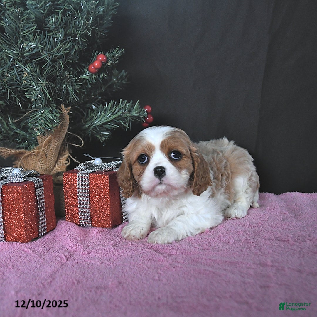 Cavalier King Charles Spaniel dogs for sale: Jenna CHAMPION BLOODLINES - Ad 5