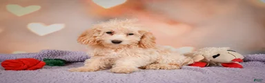 piper